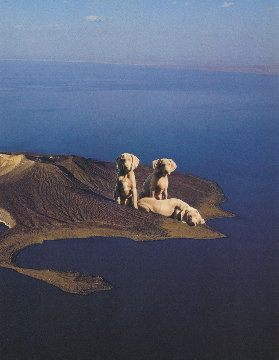 Island of Dogs